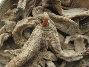 如何識別野生天麻