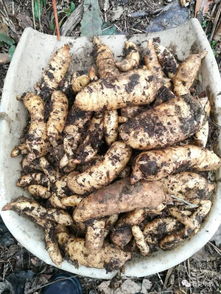 畢節(jié)這里天麻豐收,種植戶卻高興不起來