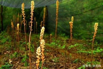 天麻的功效與作用禁忌,能祛風(fēng)止痛忌易過敏者食用