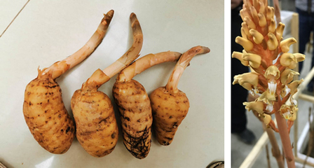 昆明植物所在天麻活性物質研究中取得進展